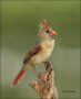 Cardinal;Northern-Cardinal;Female;Southwest-USA;Texas;one-animal;close-up;color-
